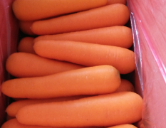 本地胡萝卜将在5月份上市