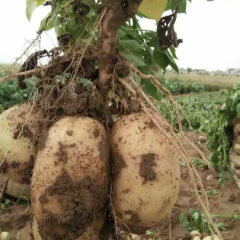 土豆个大，颜色鲜亮