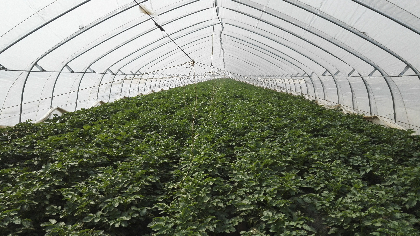 山东平阴县孝直镇土豆，拱棚土豆现在上市