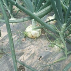 2015新野洋葱价格波动不大