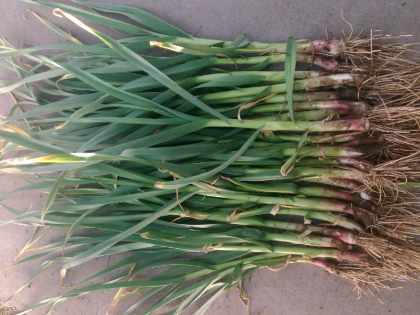 四季蒜苗45-50公分:1.3元/斤