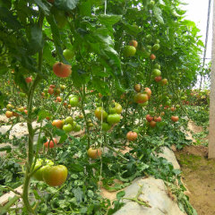 开封县柿子成熟块，价格还算稳定