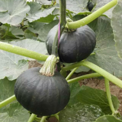 2016昌乐南瓜收购工作全面开展