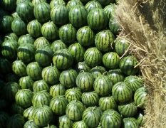 大棚西瓜品种有京欣，双星，甜王