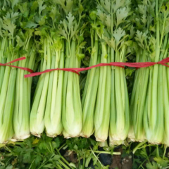 大棚芹菜上市了，主要以法国皇后为主