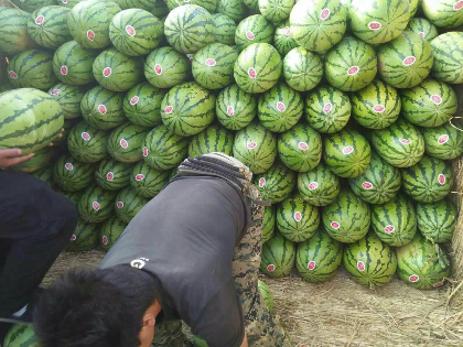 硒砂瓜价格