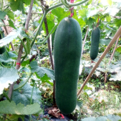海南儋州本地黑皮吊冬瓜即将小批量上市