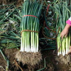 岱岳大葱价格行情平稳范镇赵传等诚信合作