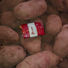 青署九号个头大皮色好现每斤一元二