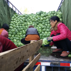 郯城甘蓝长势旺盛山东苗跃进诚信合作