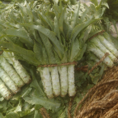岱岳莴苣上货量大,范镇赵传等诚信合作