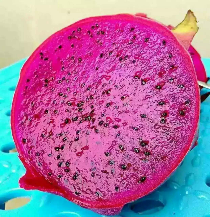 供应 四川攀枝花红心火龙果果形均匀,果肉鲜红