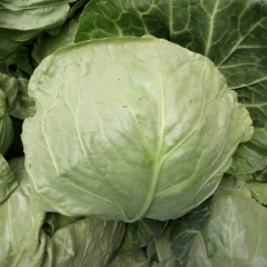 曲周牛屯刘长江3月中甘十五 甘蓝8398  甘蓝  大量上市