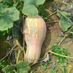 金韩密本南瓜估计4月底到5月中旬就大量上市