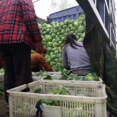 山东省郯城县8398甘蓝何去何从