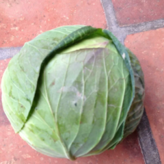 漳浦甘蓝著名品牌,农民陈强诚信合作