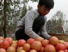 河南省新乡市原阳县种植大棚西红柿 价格合理