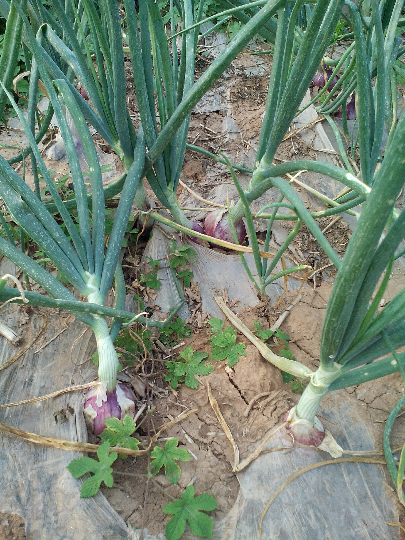 红皮洋葱70以上:0.35元/斤