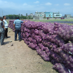 我处有红皮洋葱，量大从优