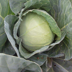 2016榆次甘蓝再不来就没机会了！