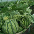 太和本地8424麒麟西瓜有多年的种植历史
