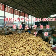 江苏徐州丰县五千亩荷兰十五，5月底大批上市(于老板)