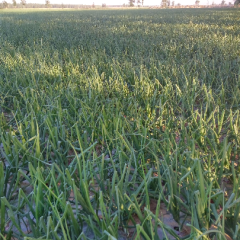 气温回升，洋葱生长迅速