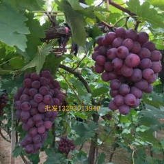 河北省邯郸市永年县巨峰葡萄