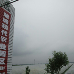 龙阳镇京欣皮薄瓤甜，品种齐全