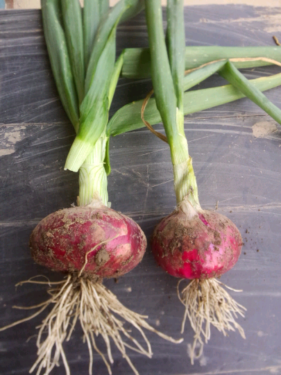 乔计开2016年05月 2日郯城县洋葱价格 - 绿果网产地报价