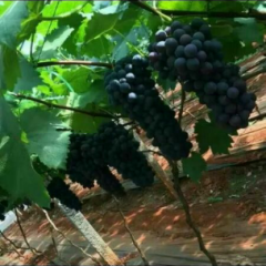 河北邯郸_夏黑葡萄_李彩亮