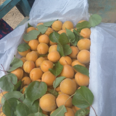 辛集市金太阳10个头以上，5.6个头盖冒