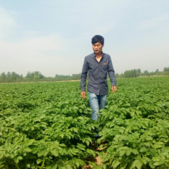 山东惠民荷兰十五 李敬涛诚信与您合作