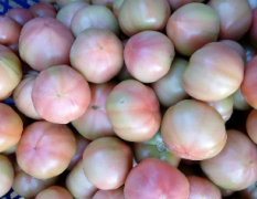 2016夏邑西红柿值得出手