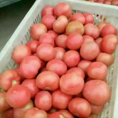 优质西红柿杞县首选