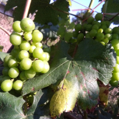 果大呈红色，单串重0.6到l斤