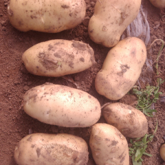 荷兰十五土豆即将大量上市，个大皮薄