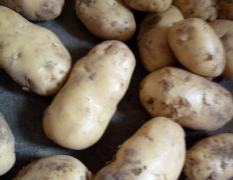 海花惠萱合作社的土豆大量上市了