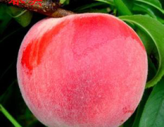 春美品种桃已大量上市