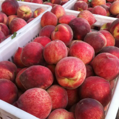 山西万荣春美毛桃蜜桃质量上乘