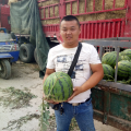 河南万亩冠龙，京欣，黑无籽，黑美人大量上市