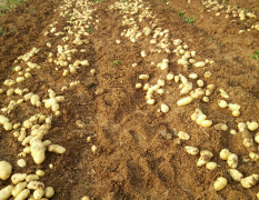 刚出土的新土豆，共大约100亩