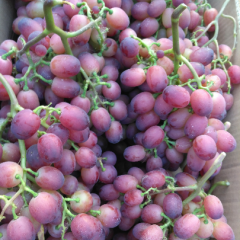 河南省夏邑县太平镇  自家红提大棚种植