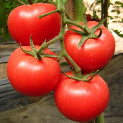 以色列西红柿弧三起步:0.7元/斤