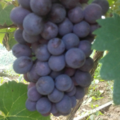 精品夏黑葡萄，自家150亩农场