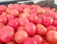 河南汝州西红柿上市，口感好耐运输