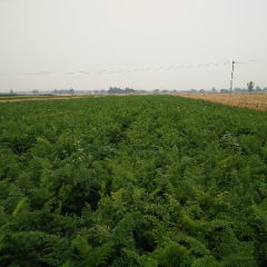 北京沃高种子有限公司，红金龙品种