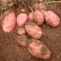 青暑9号大量出售