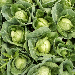 兰州高原夏菜，冷库打包装车