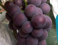 京亚葡萄,葡萄总面积1.2万亩